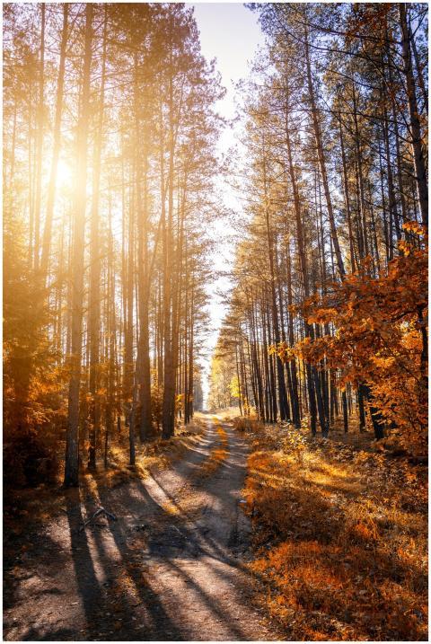Sunlit forest path in autumn with tall trees and v