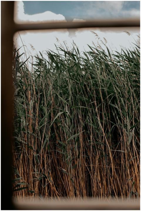 View through a window frame of a lush green field