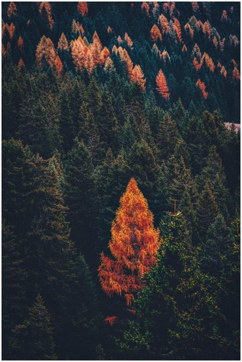 Serene autumn forest landscape showcasing vibrant