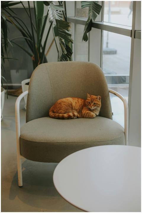 A peaceful ginger cat lounging on a modern armchai