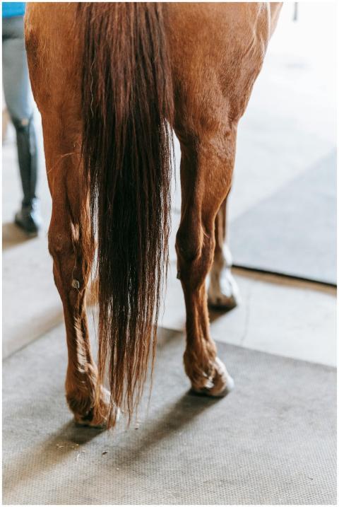 A close-up vertical shot of a brown horse's tail i
