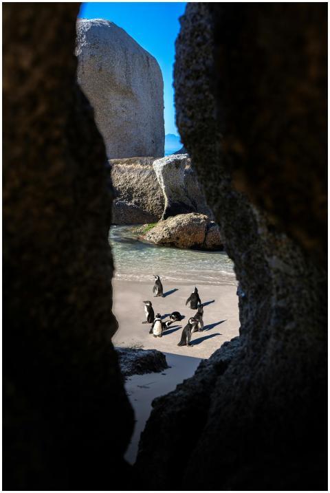 A group of penguins on Boulders Beach, Cape Town,