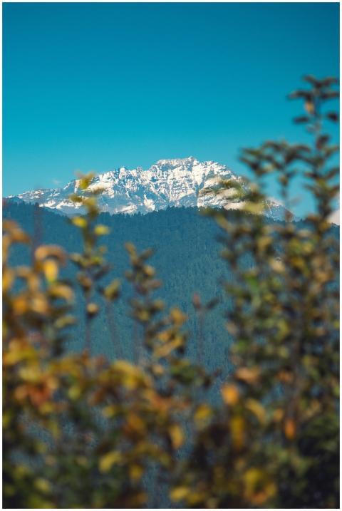 A mountain covered in flowers