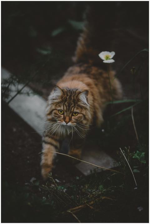 Majestic tabby cat with lush fur explores a moody