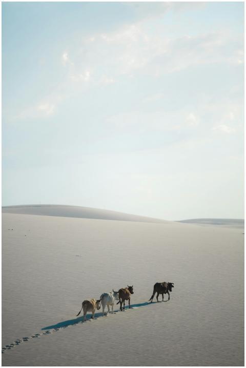 A herd of cows traverses vast sand dunes under a c