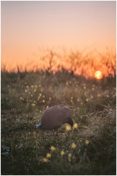 A serene image of a guinea fowl in a grassy field
