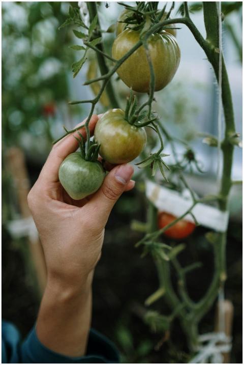 A hand picking tomatoes in a greenhouse, emphasizi