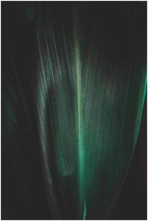 Close-up of a vibrant green leaf with deep shadows