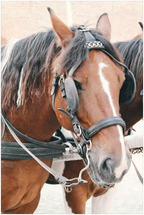 A detailed view of a brown horse with harness, hig