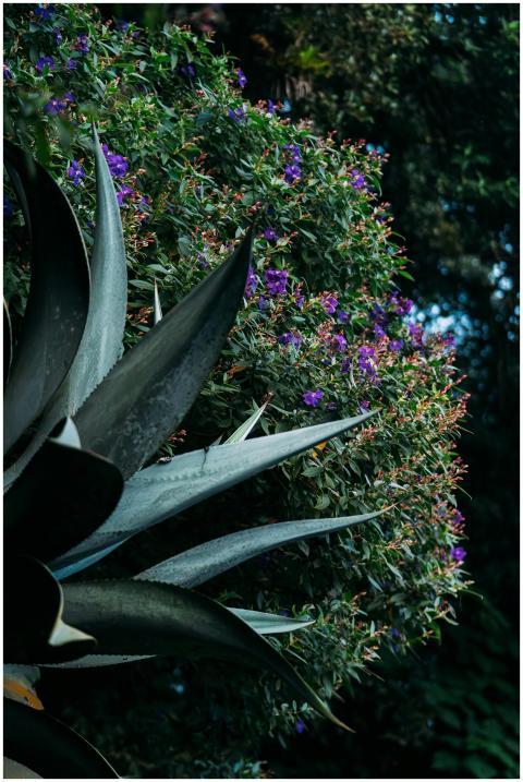 A close-up of an agave plant with vibrant purple f
