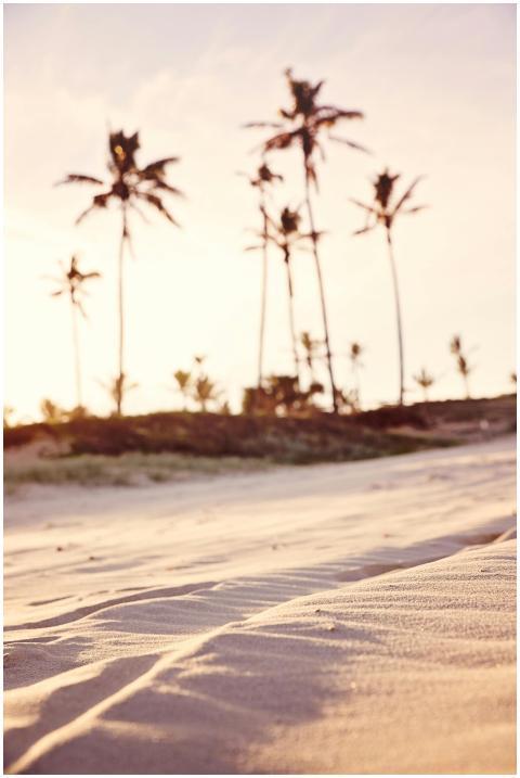 Peaceful sandy beach with tall palm trees silhouet