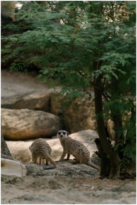 Two meerkats exploring their rocky terrain, surrou