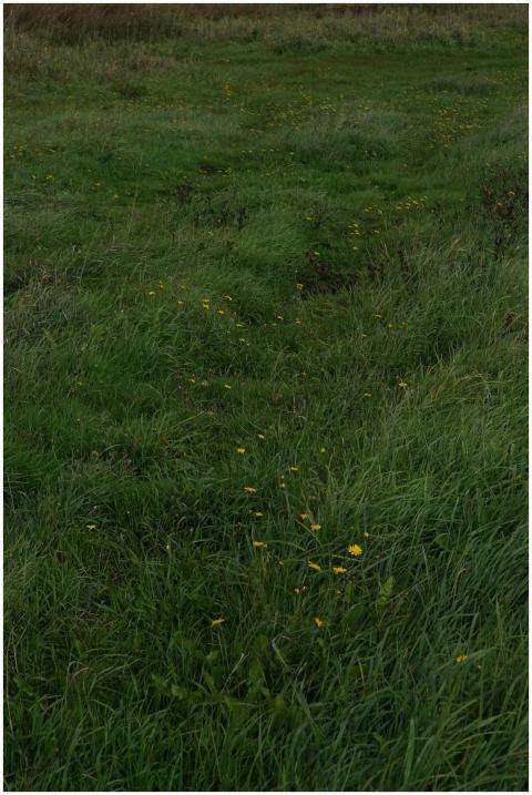Vibrant green field adorned with scattered yellow