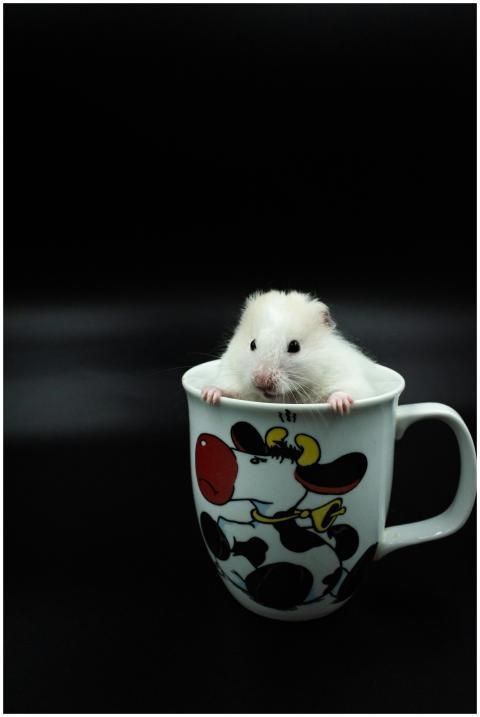 Cute white hamster peeking out of a colorful carto