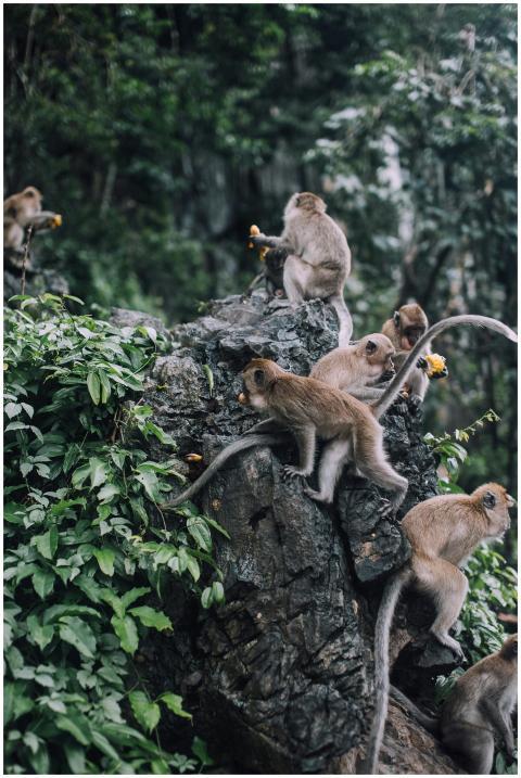 Capture of monkeys gathering on rocky terrain in a
