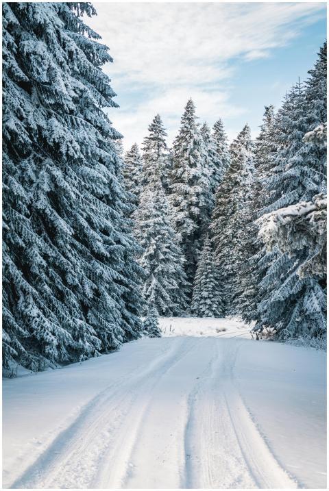 A serene snow-covered path through a winter forest