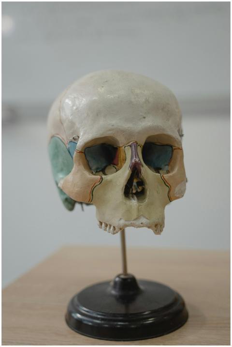 Colorful anatomical skull model on display for edu
