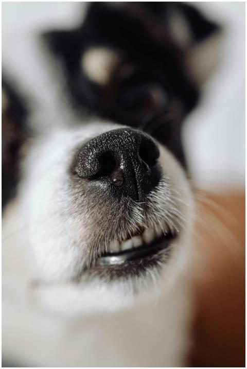 Detailed close-up of a dog's nose showing texture