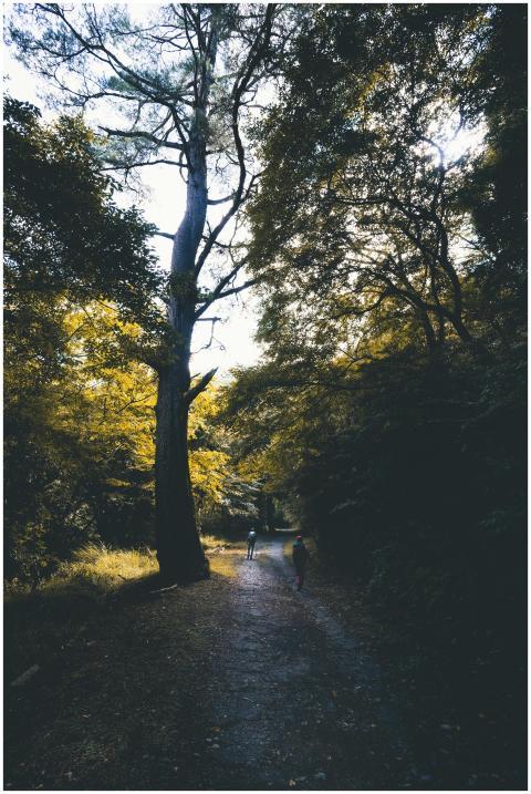 Serene forest scene with hikers enjoying a sunny w