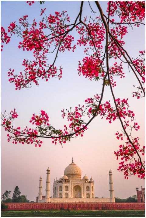 Iconic Taj Mahal with vibrant pink flowers in fore