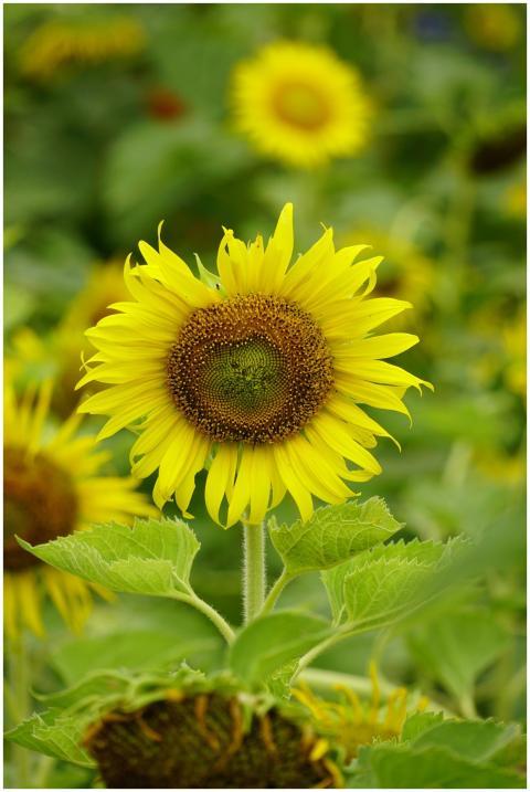 Close-up of a vibrant sunflower in full bloom with