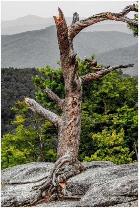 A striking bare tree stands resiliently on a mount