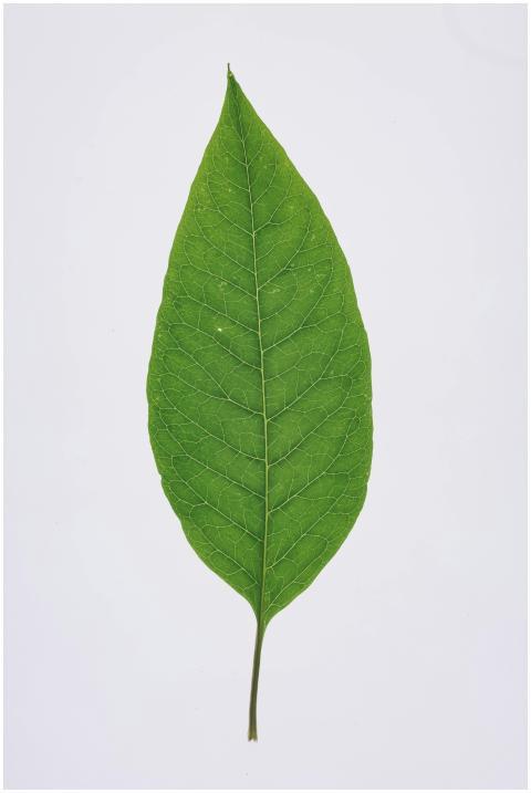 Detailed photograph of a bright green leaf on a wh