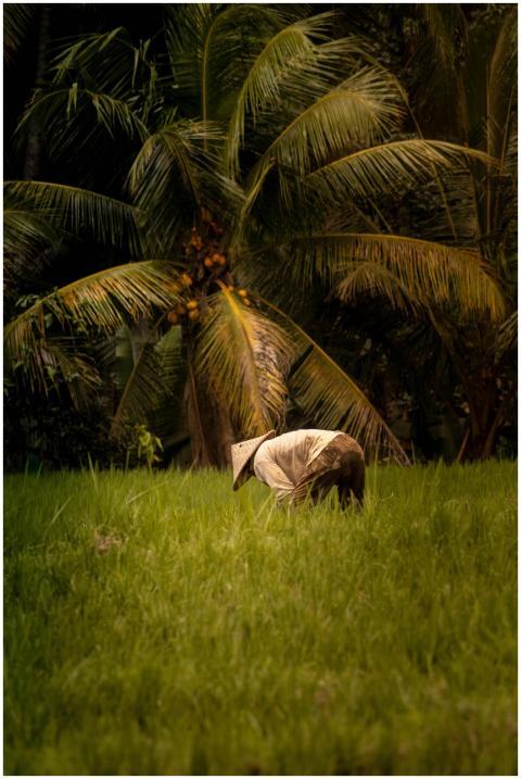 A farmer wearing a conical hat works in a verdant