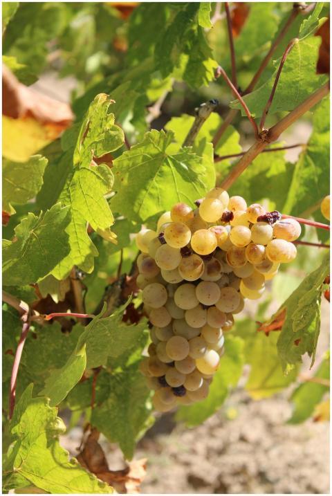 Close-up of ripe grapes on a sunny vine, perfect f