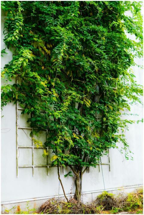 Free stock photo of climber, vine plant