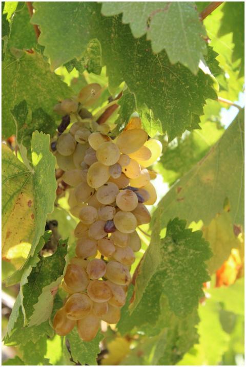 Close-up of sunlit yellow grapes on a vine with lu