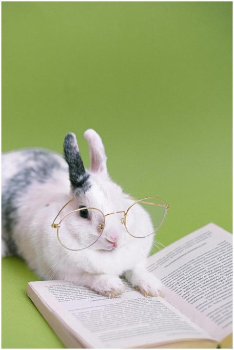 A cute rabbit wearing glasses while reading a book