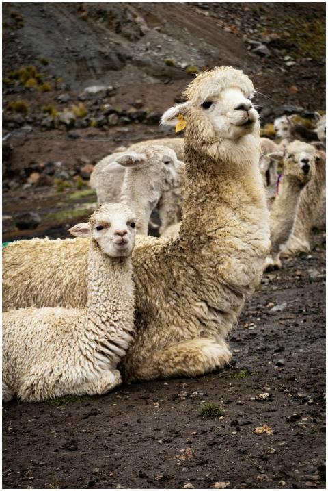 Group of alpacas resting in Arequipa, Peru, showca