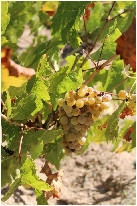 Ripe grapes hanging on vine in sunlight, showcasin