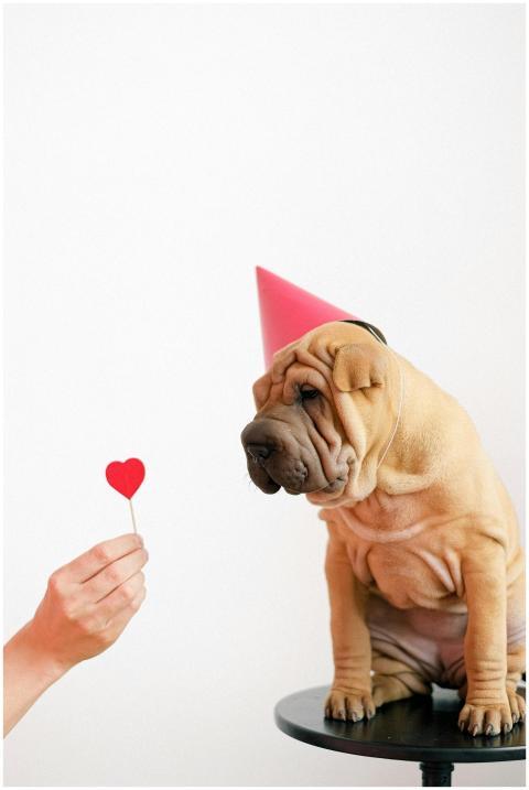 Adorable Shar Pei puppy wearing a party hat gazes