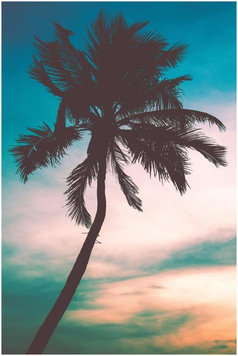 Vibrant silhouette of a palm tree with a vivid sun