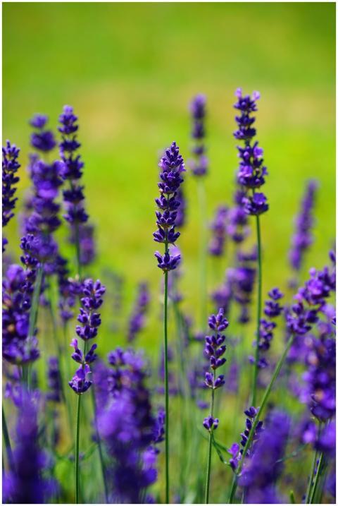 Beautiful close-up of vibrant lavender flowers in