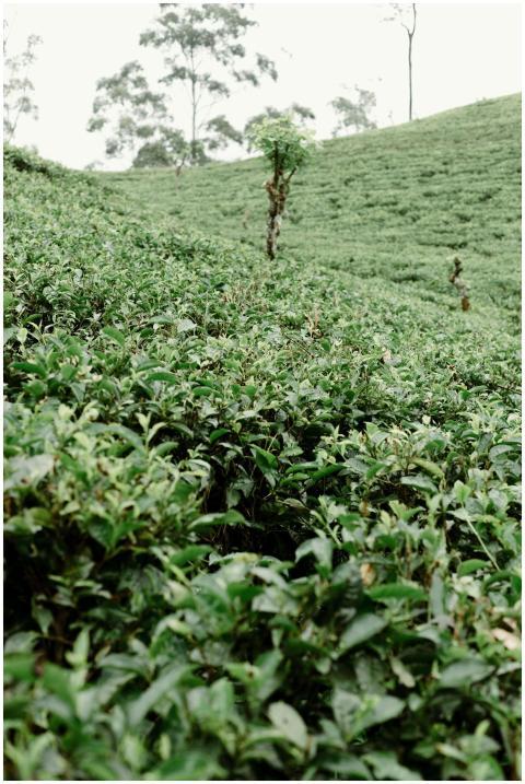 Vibrant green tea leaves covering a scenic hillsid