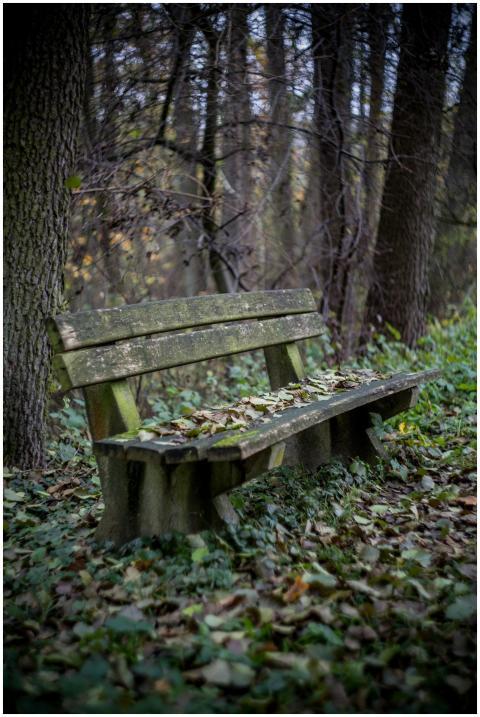 A wooden bench surrounded by fallen leaves and tre