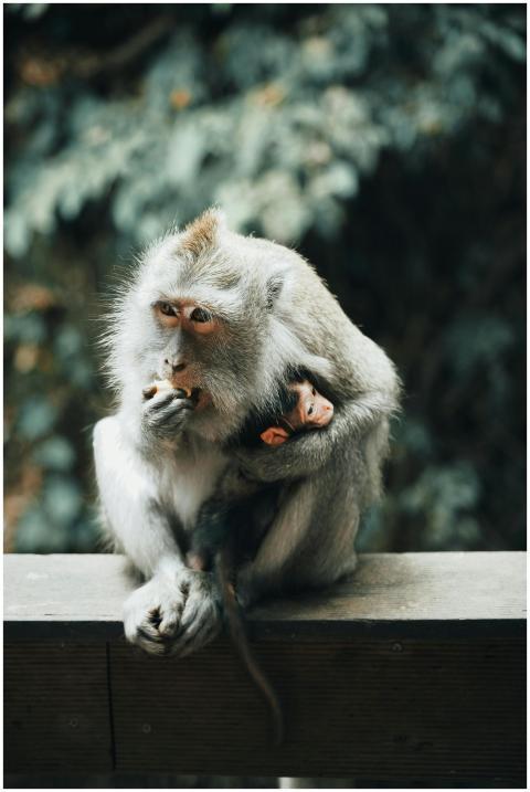 A mother macaque sits with her baby, showcasing na
