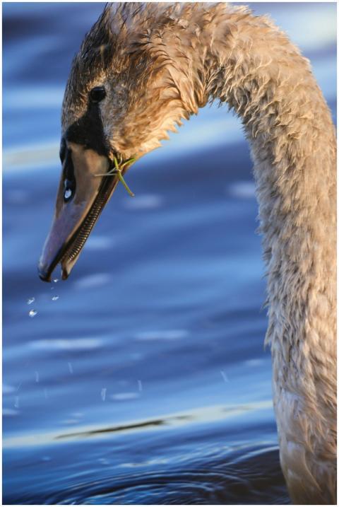 Elegant swan gazing with neck curved, capturing th