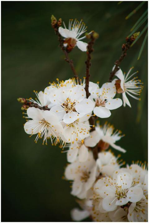 Delicate white blossoms on a branch against a blur