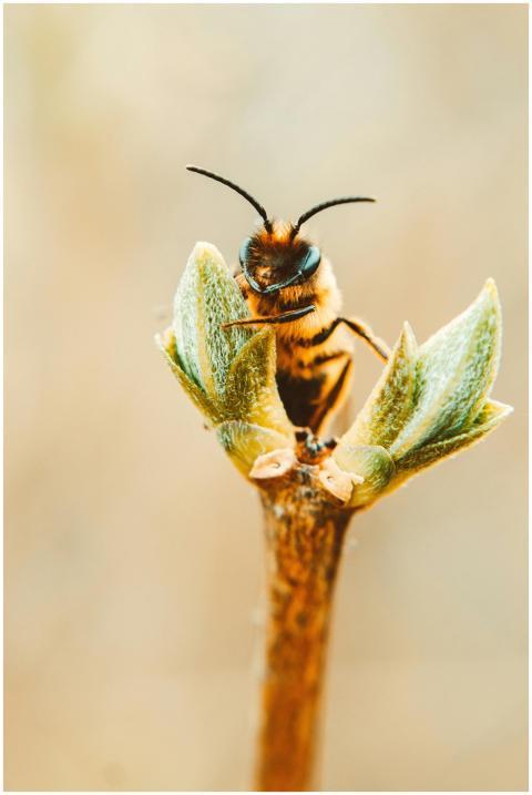 Detailed macro shot of a bee perched on a budding