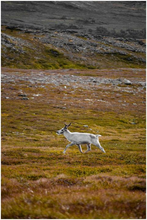 A solitary reindeer traverses the colorful autumn