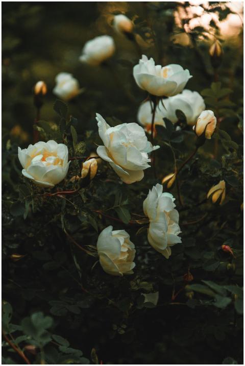 A cluster of white roses blooming in a moody dark