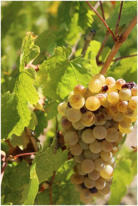 Lush green vineyard with ripe grapes, perfect for