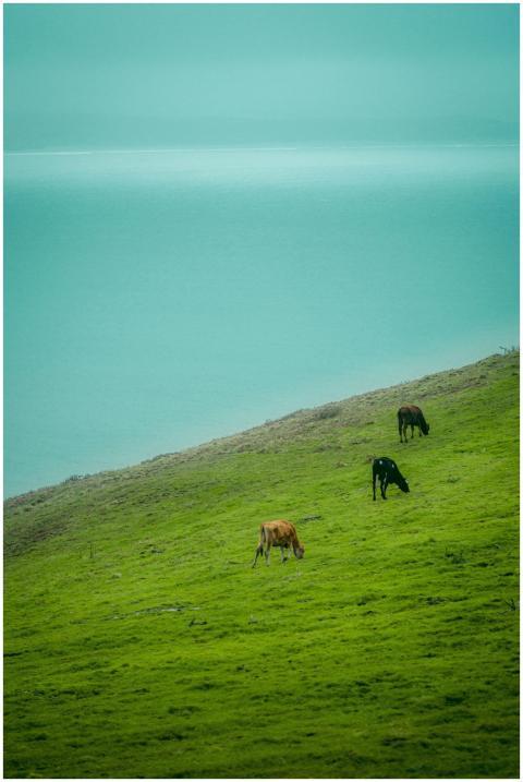 Three cows graze peacefully on a grassy hillside o