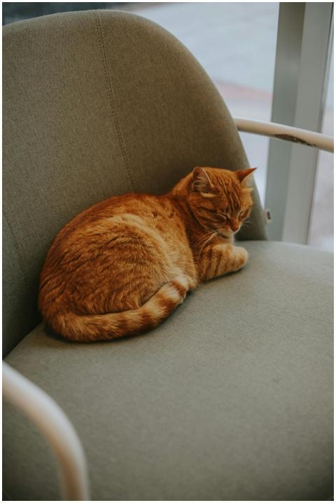 A peaceful ginger cat rests comfortably on a grey