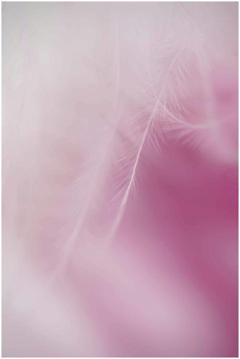 Delicate close-up of soft pink feathers with a smo