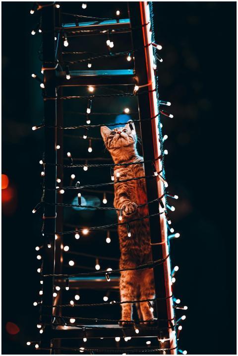 A curious cat climbs a ladder adorned with lights,